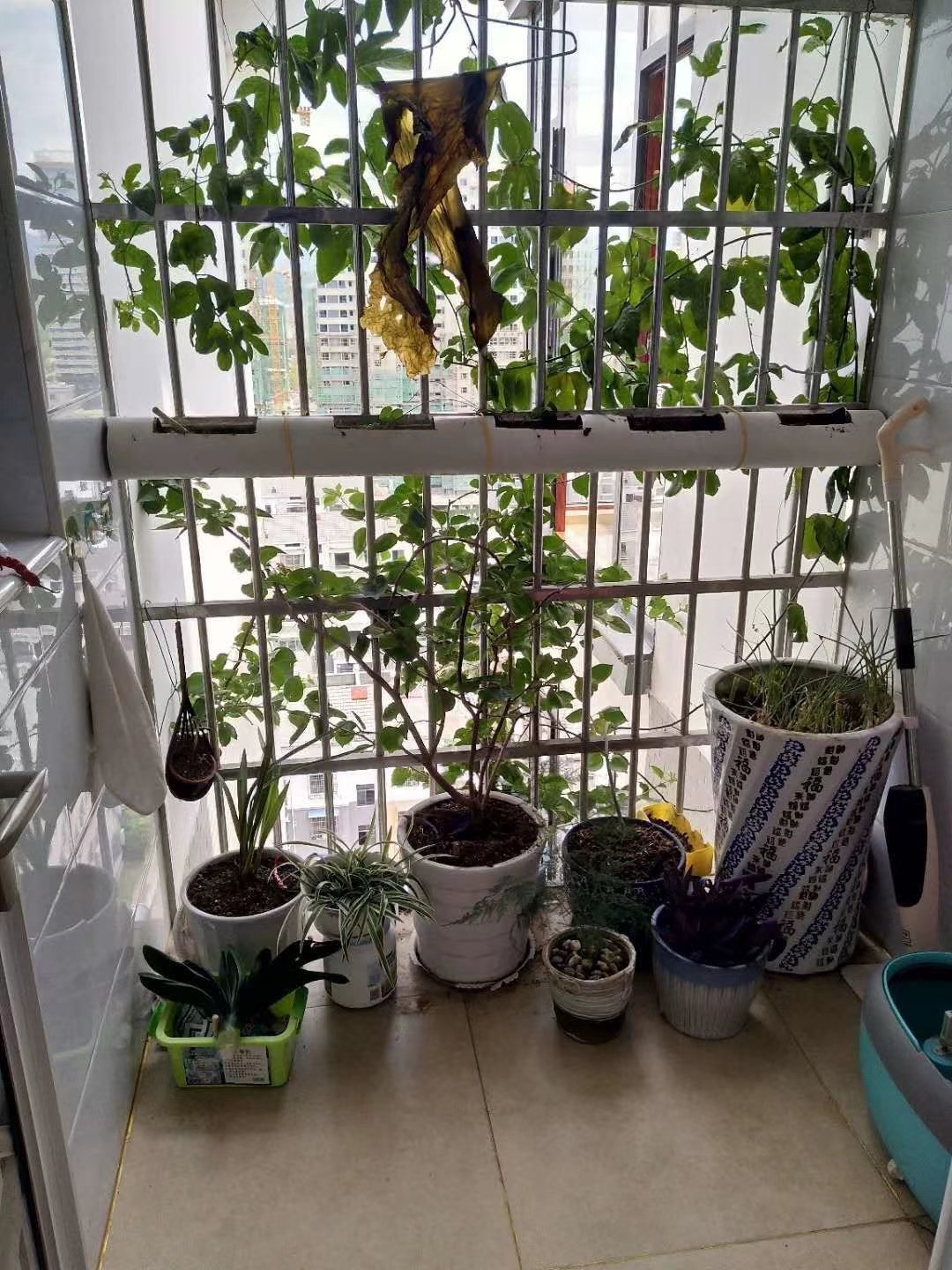 思源附近,茶博园精装出售