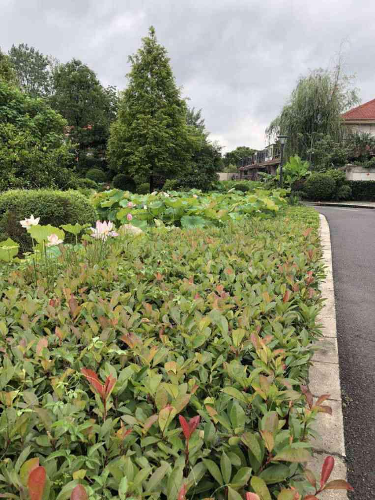 仙桃市城西 胡场镇西郊庄园 4室3厅3卫 280平米